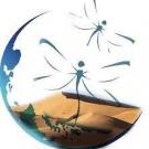 logo libellule du désert.jpg